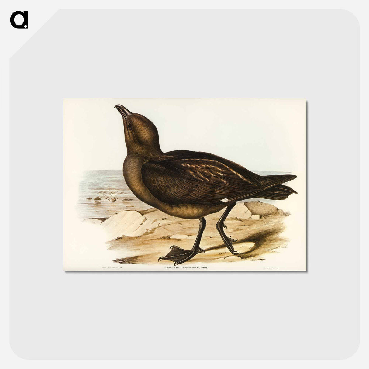 アートポストカード-Skua Gull
- オーストラリアの鳥 Postcard.