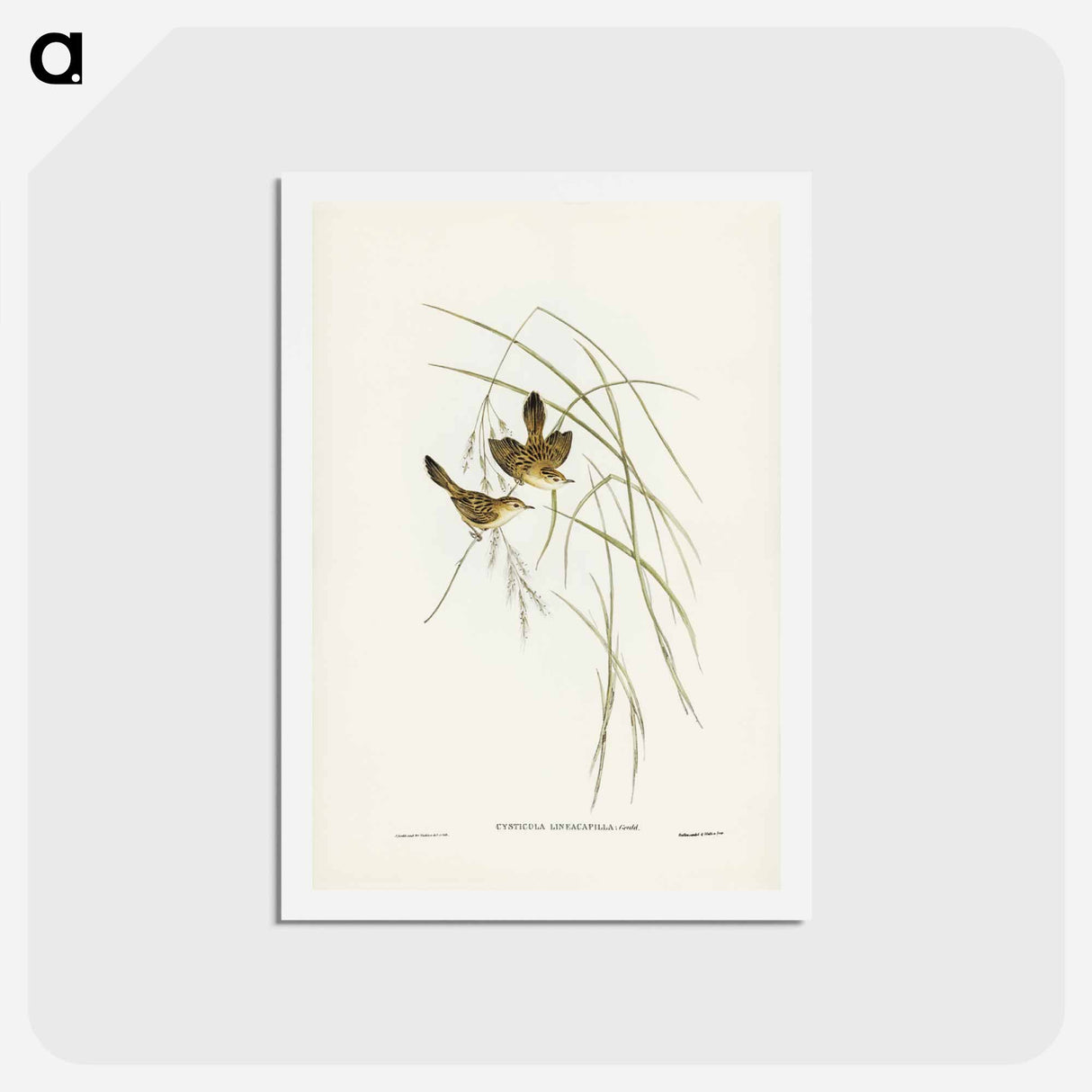 アートポストカード-Lineated Warbler
- ジョン グールド Postcard.