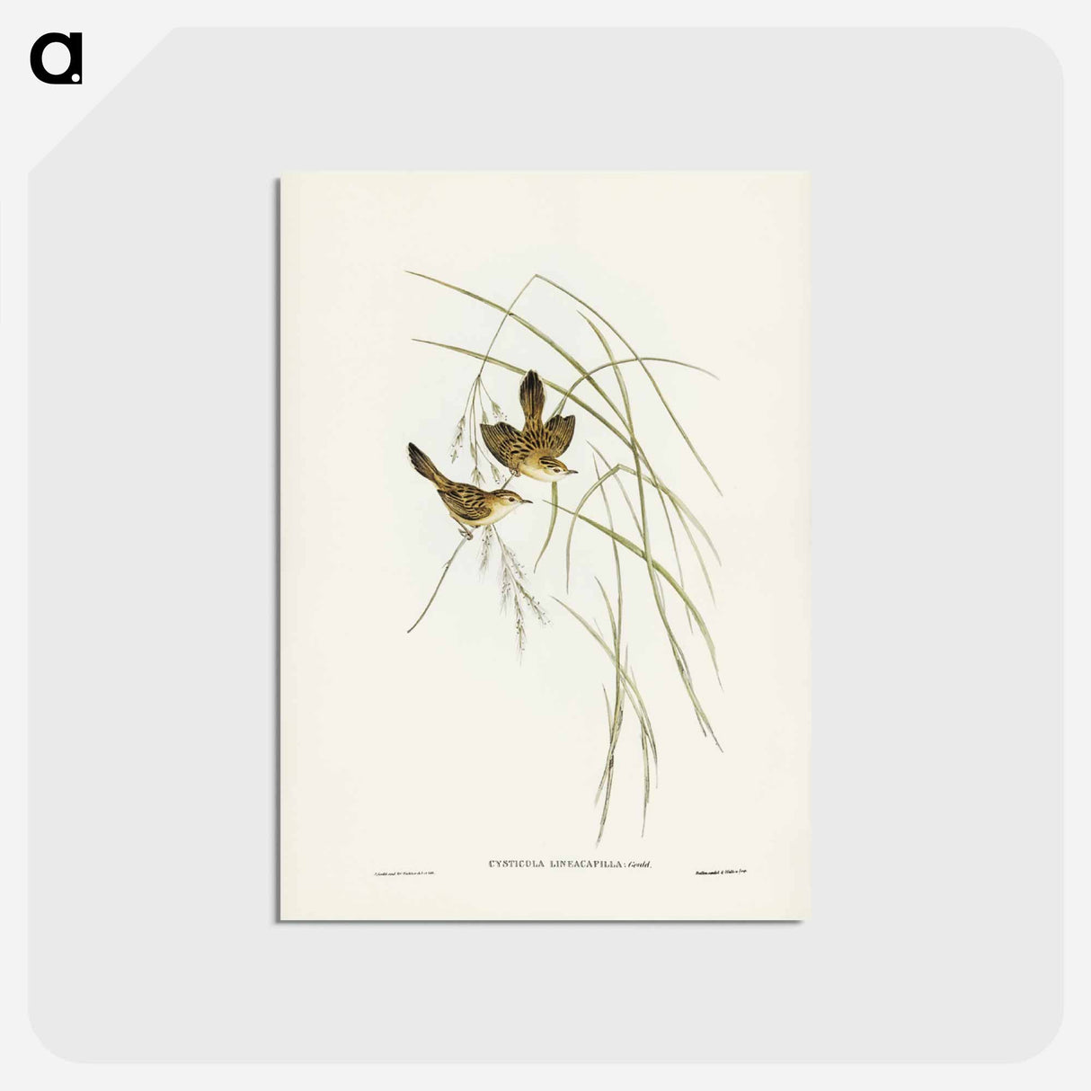 アートポストカード-Lineated Warbler
- ジョン グールド Postcard.