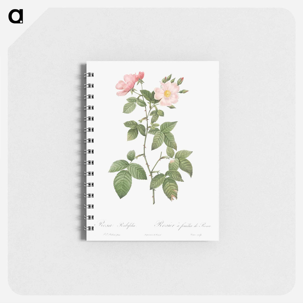 Rosa glauca - ピエール ジョゼフ ルドゥーテ Memo.