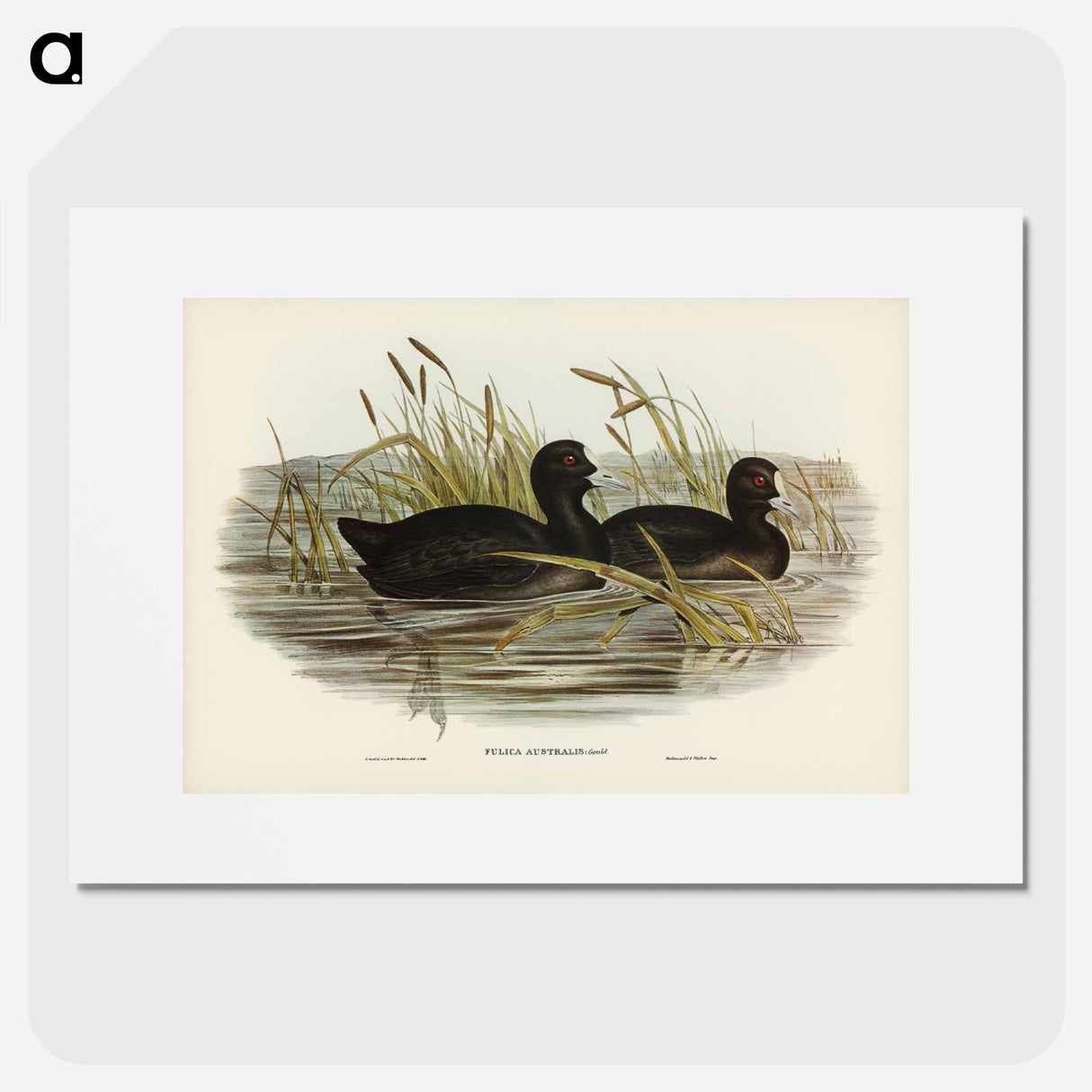 アートポスター-Australian Coot
- オーストラリアの鳥 Poster.