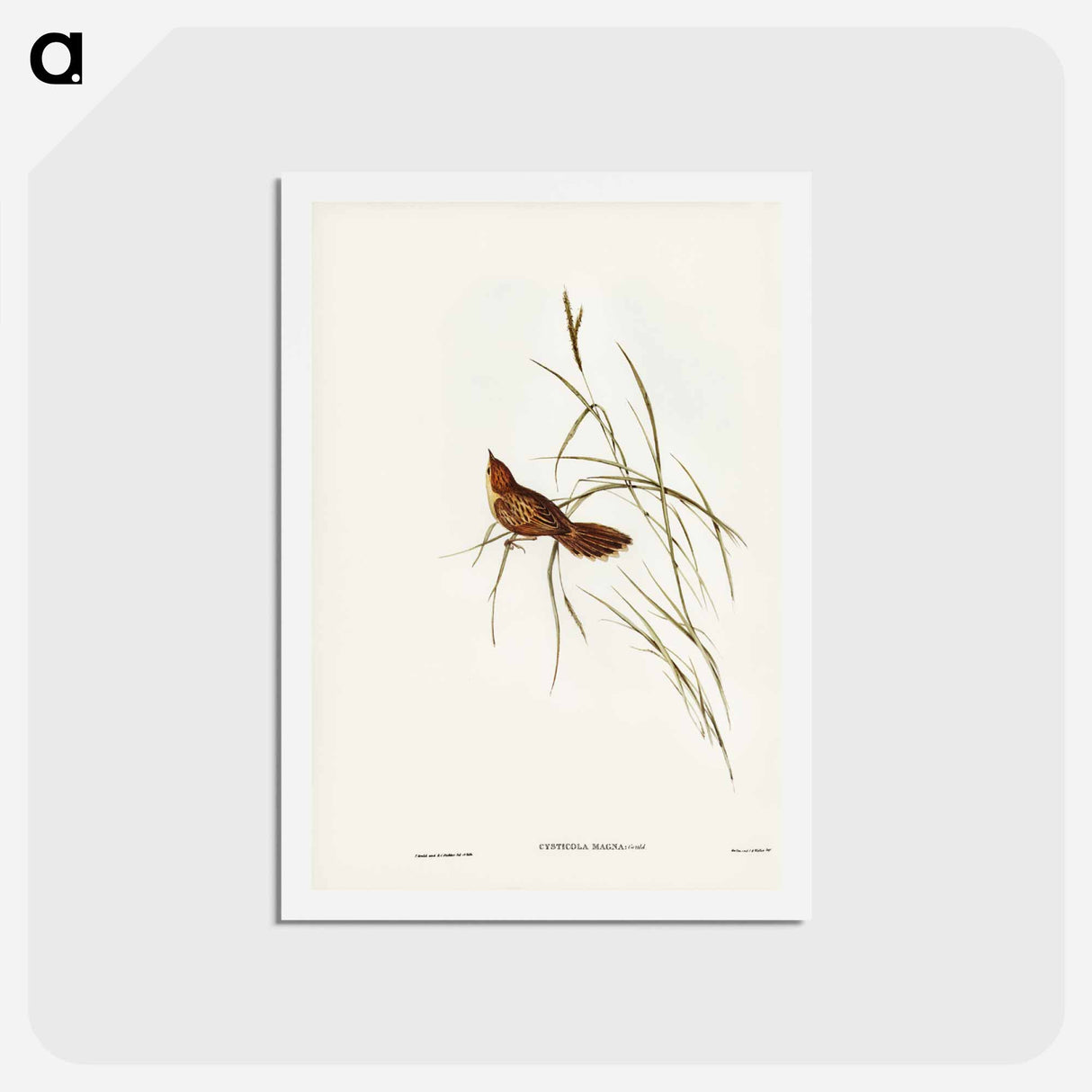 アートポストカード-Great Warbler
- ジョン グールド Postcard.