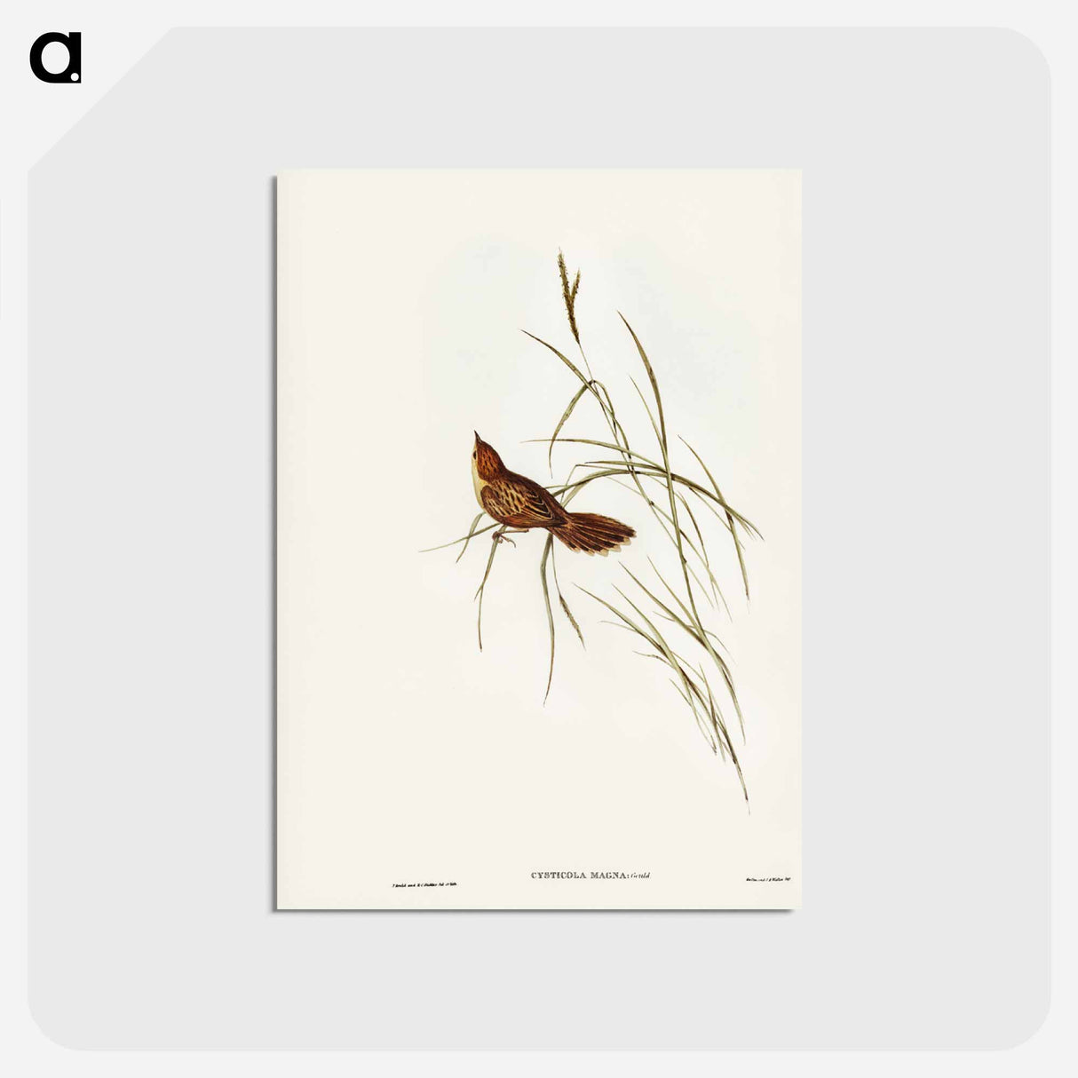 アートポストカード-Great Warbler
- ジョン グールド Postcard.