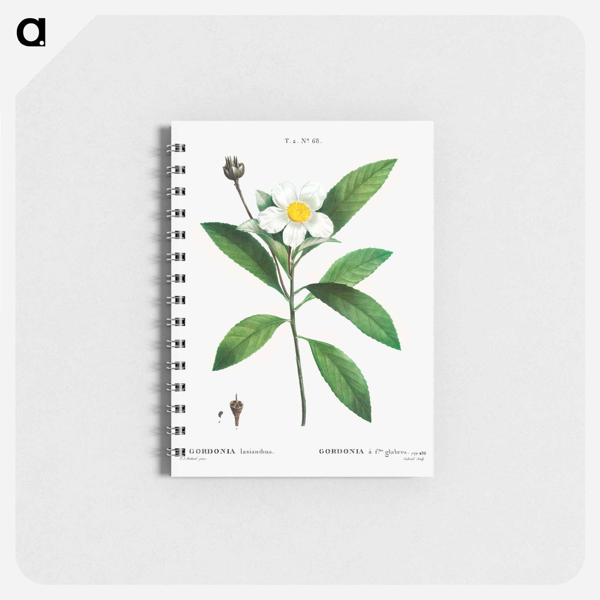 Loblolly bay - ピエール ジョゼフ ルドゥーテ Memo.