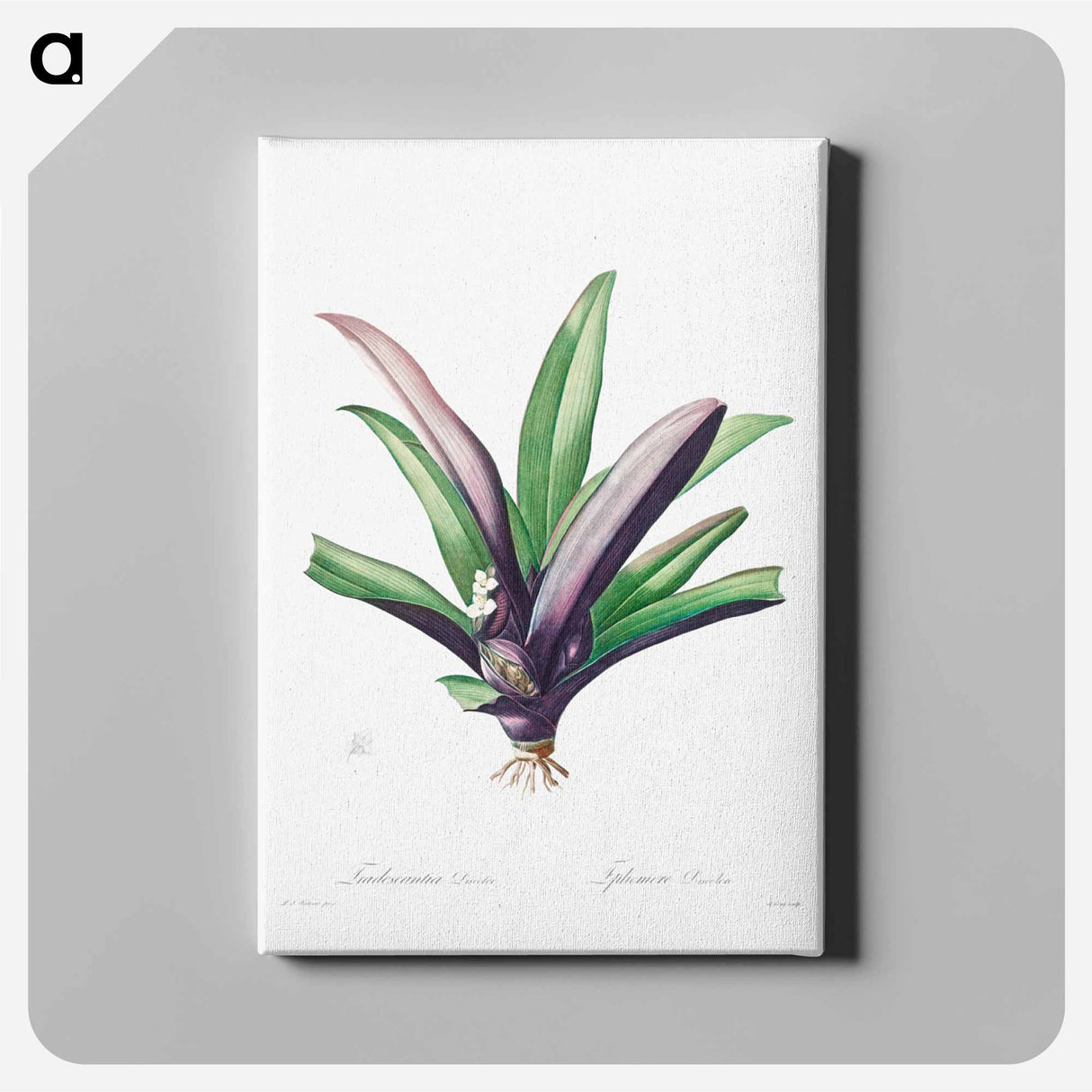 アートパネル-Tradescantia Discolor
- クリーブランド美術館 Canvas.