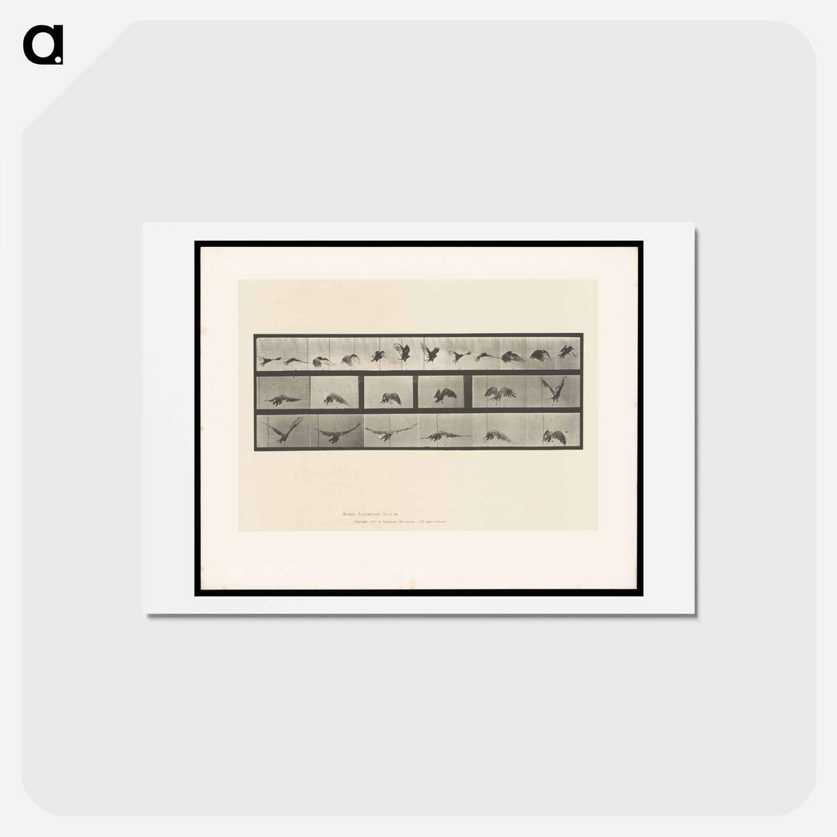 アートポストカード-Vulture in Flight
- エドワード マイブリッジ Postcard.