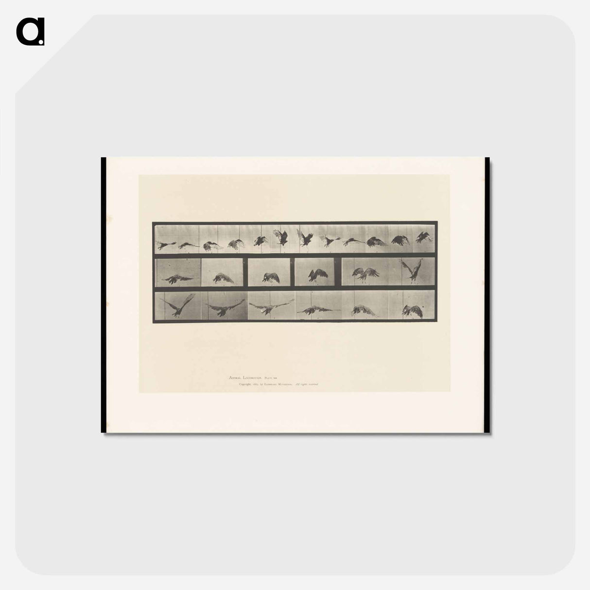 アートポストカード-Vulture in Flight
- エドワード マイブリッジ Postcard.
