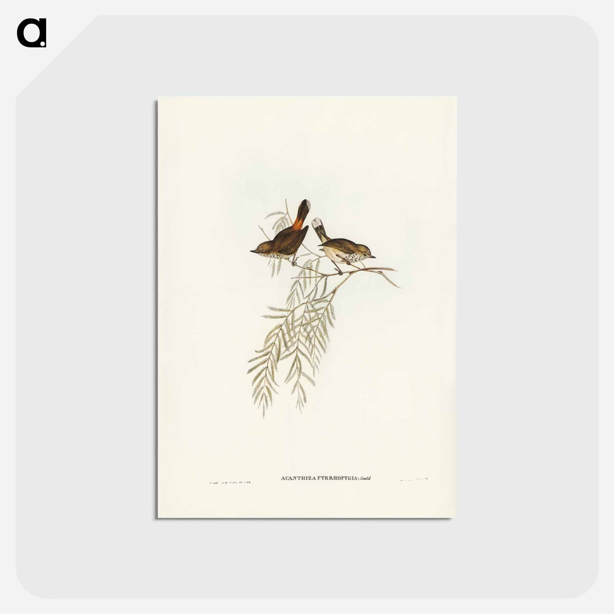 アートポストカード-Red-rumped Acanthiza
- ジョン グールド Postcard.
