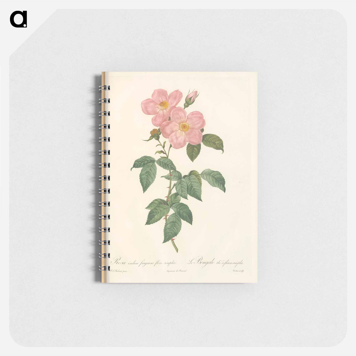 Rose illustration - ピエール ジョゼフ ルドゥーテ Memo.
