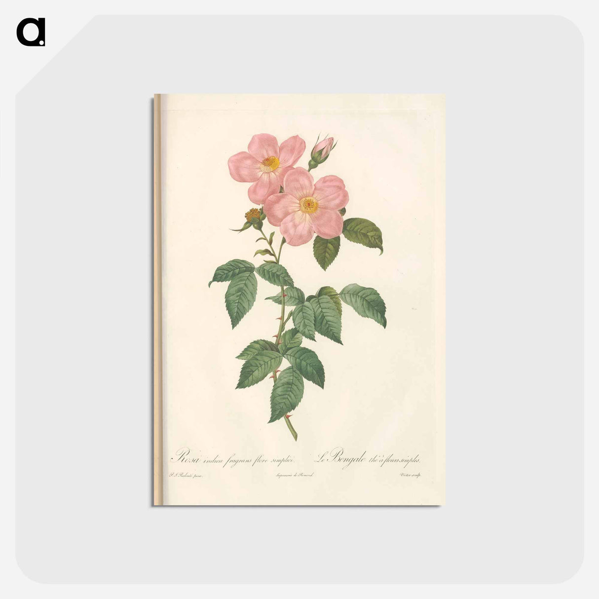 アートポストカード-Rose illustration - ピエール ジョゼフ ルドゥーテ Postcard.