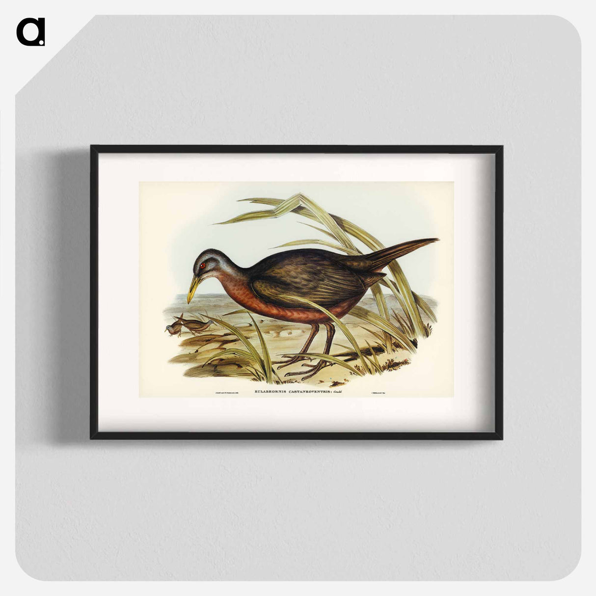 アートポスター-Chestnut-bellied Rail
- オーストラリアの鳥 Poster.