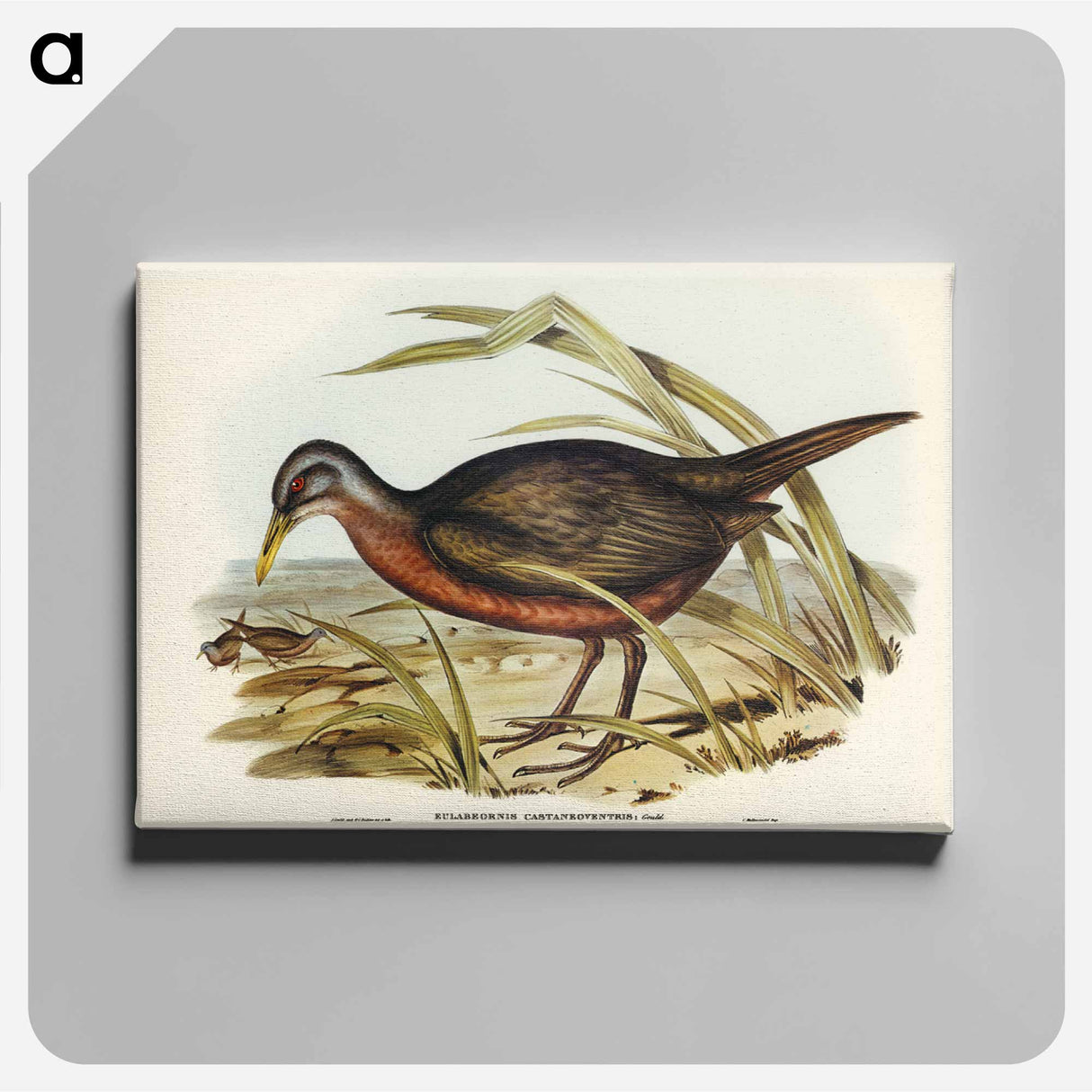 アートパネル-Chestnut-bellied Rail
- オーストラリアの鳥 Canvas.