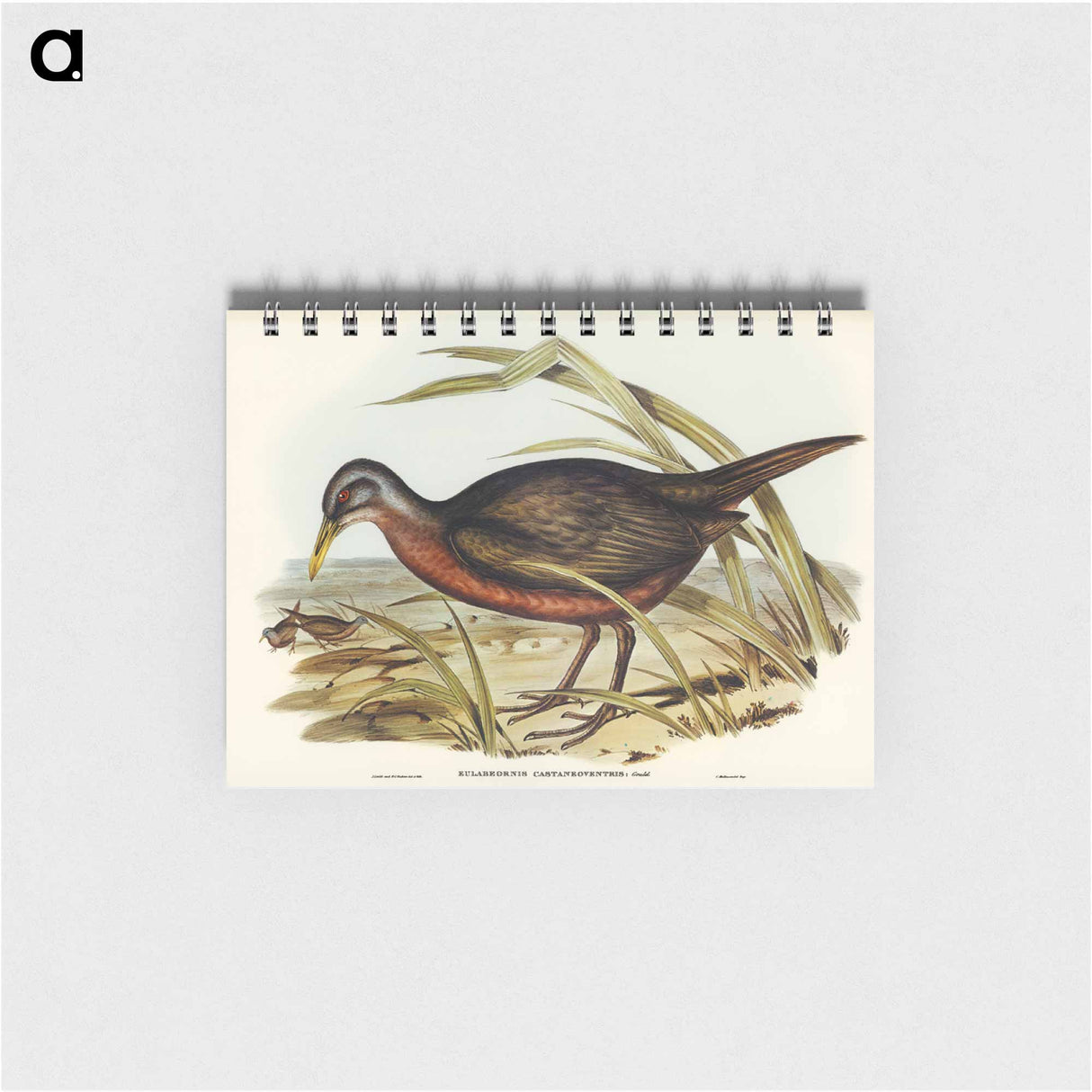 アートメモ帳-Chestnut-bellied Rail
- オーストラリアの鳥 Memo.