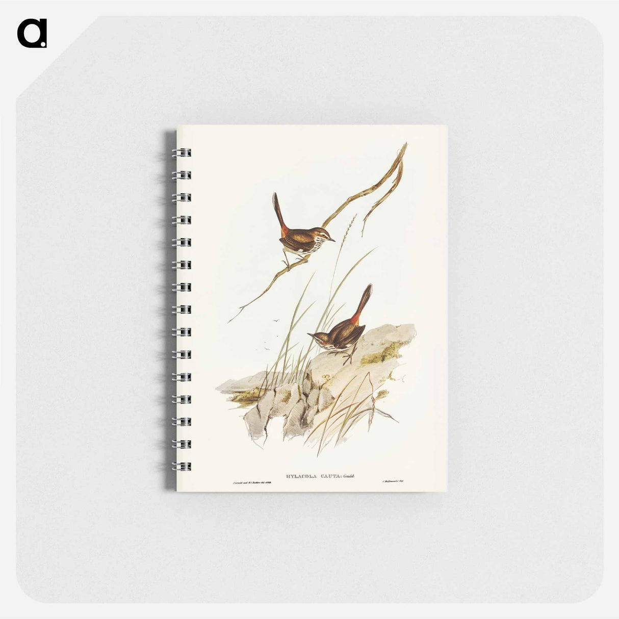 アートメモ帳-Cautious Wren
- ジョン グールド Memo.