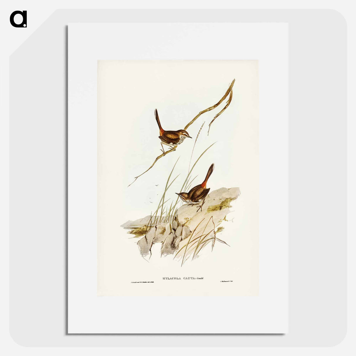 アートポスター-Cautious Wren
- ジョン グールド Poster.