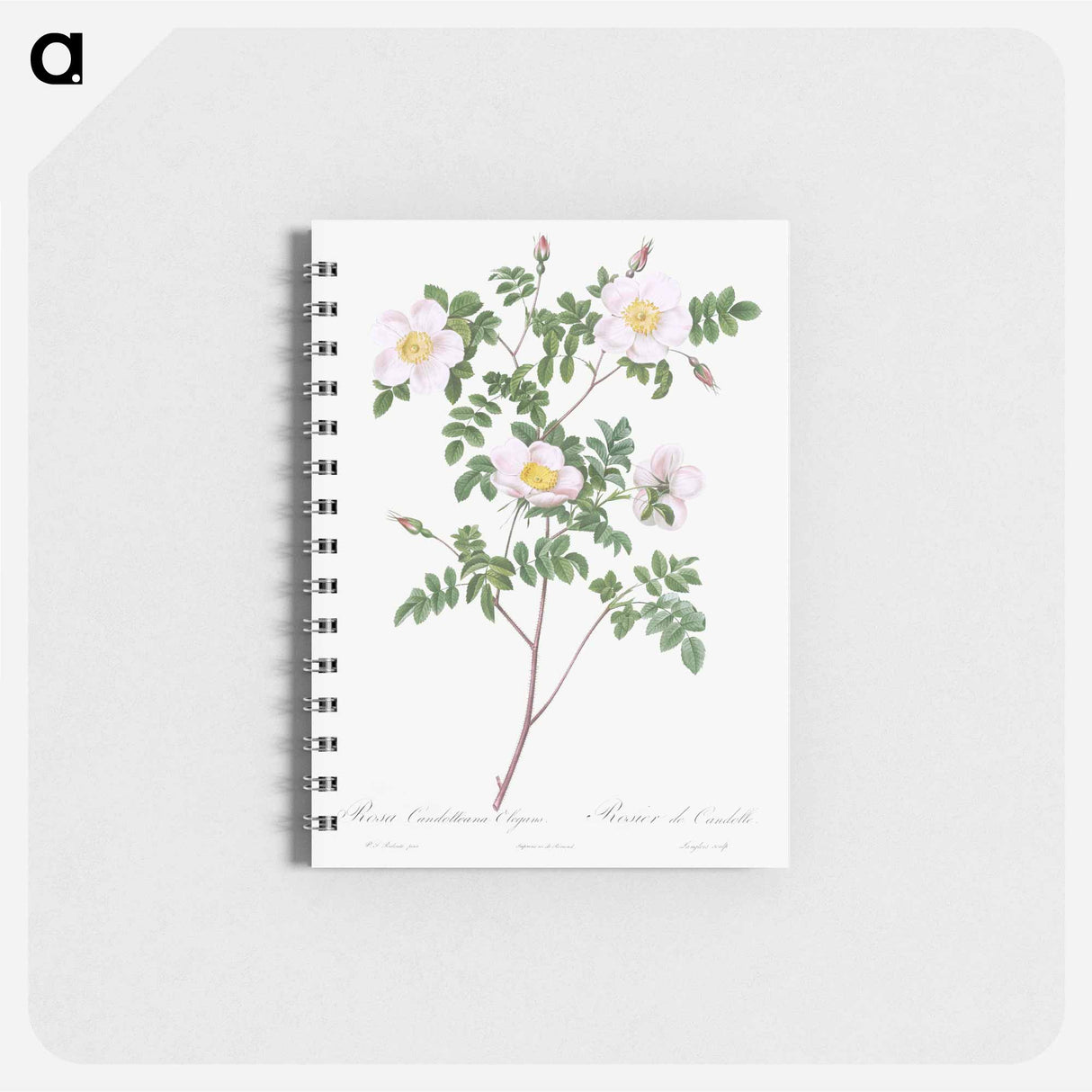 De Candolle's white rose - ピエール ジョゼフ ルドゥーテ Memo.