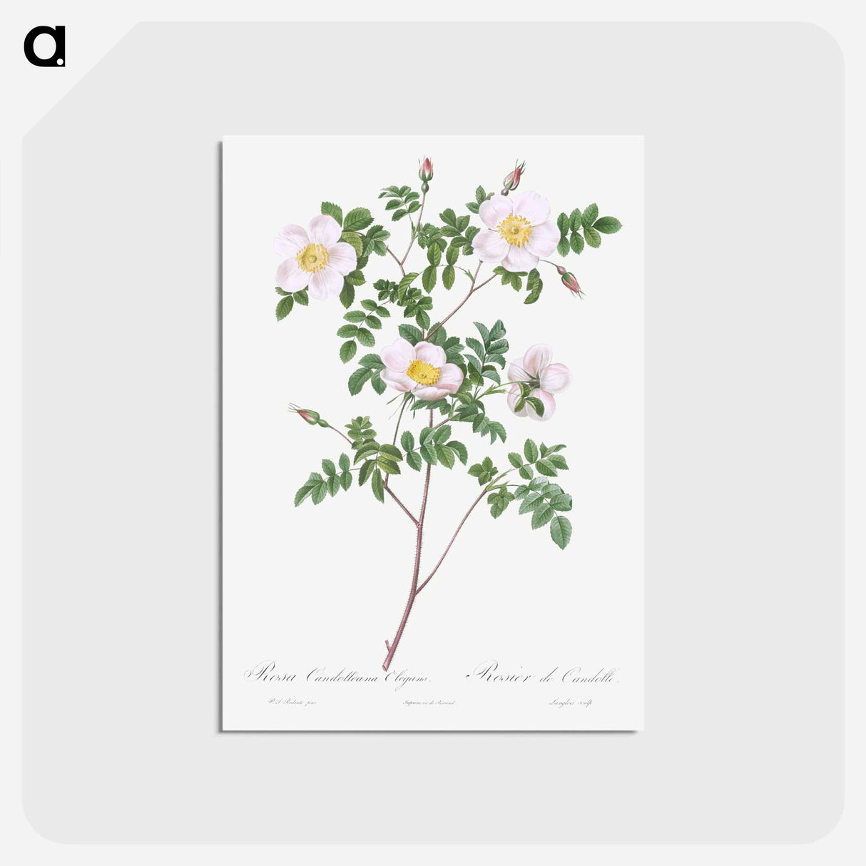 アートポストカード-De Candolle's white rose - ピエール ジョゼフ ルドゥーテ Postcard.