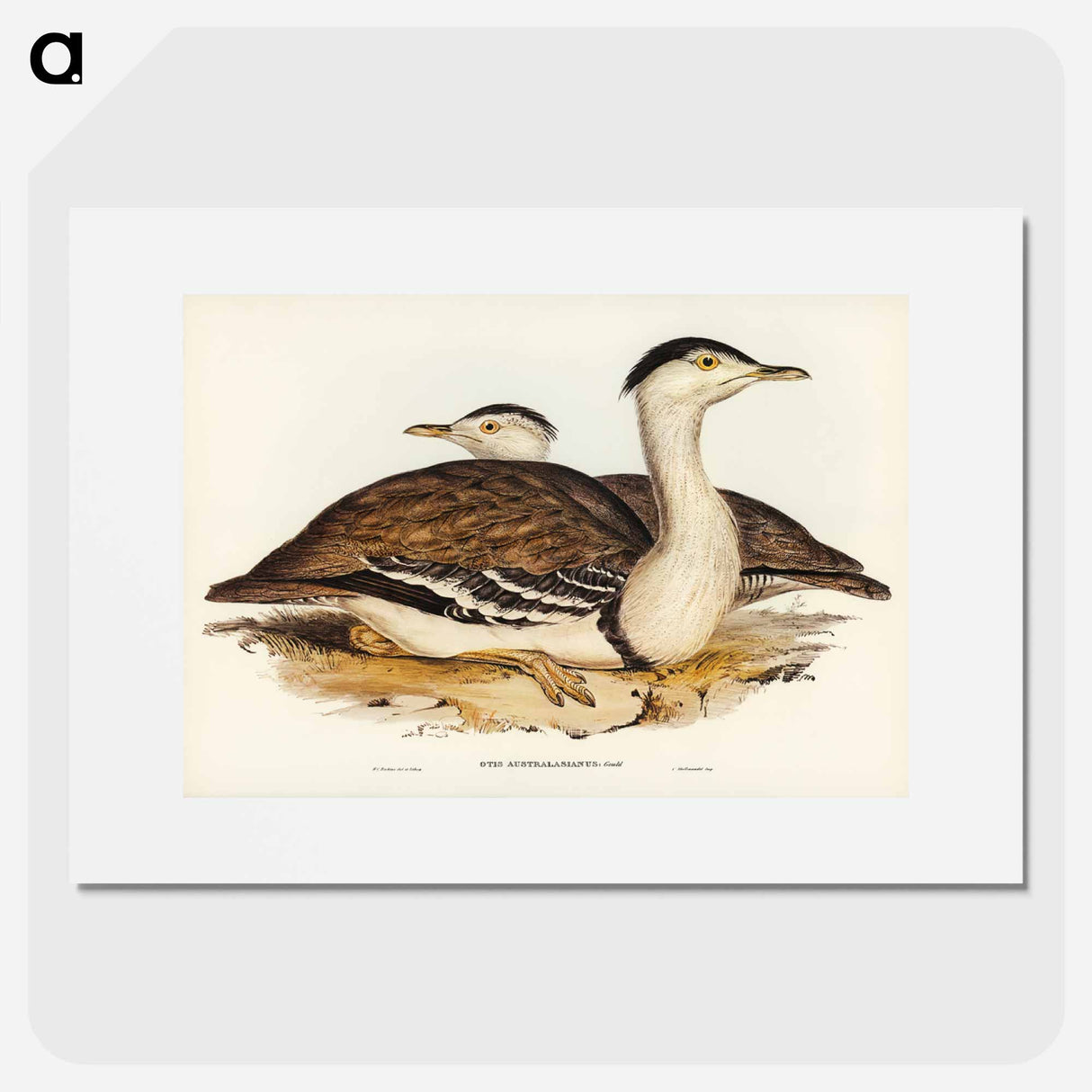 アートポスター-Australian Bustard
- ジョン グールド Poster.