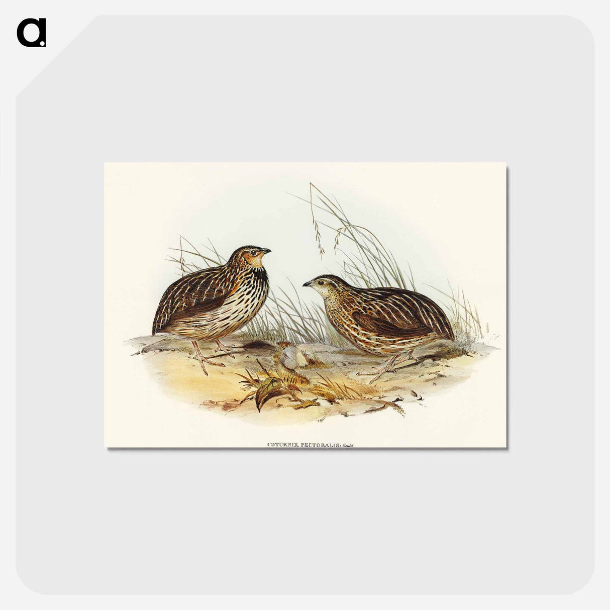 アートポストカード-Pectoral Quail
- オーストラリアの鳥 Postcard.