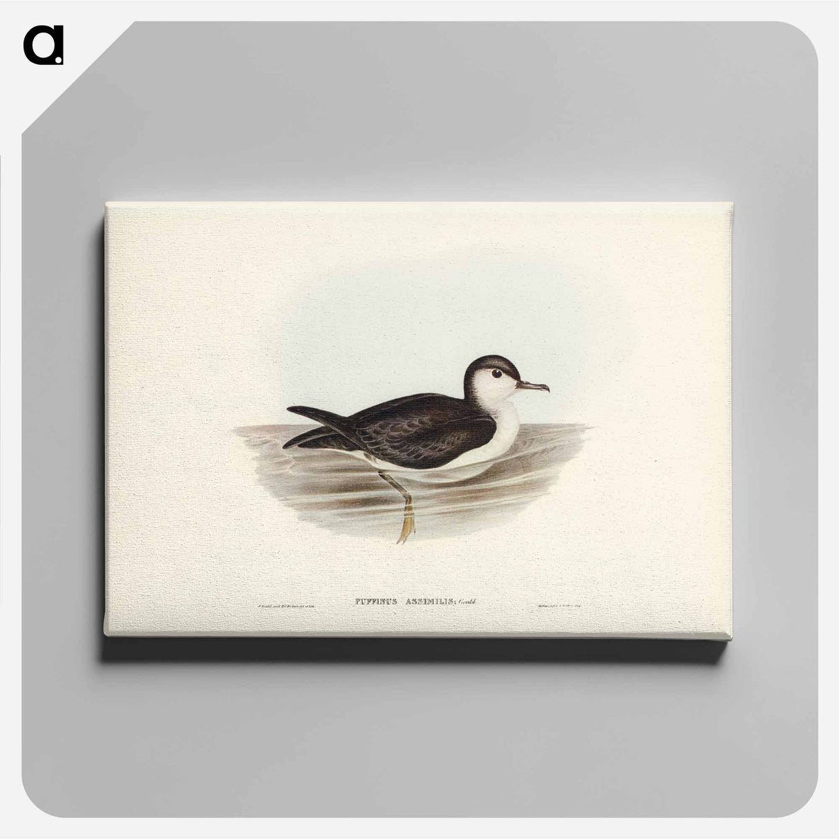 アートパネル-Allied Petrel
- ジョン グールド Canvas.