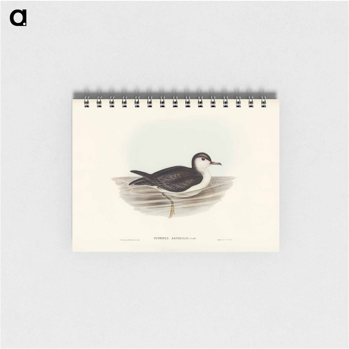アートメモ帳-Allied Petrel
- ジョン グールド Memo.