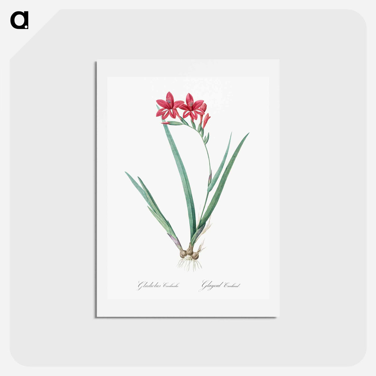 アートポストカード-Gladiolus cardinalis illustration - ピエール ジョゼフ ルドゥーテ Postcard.