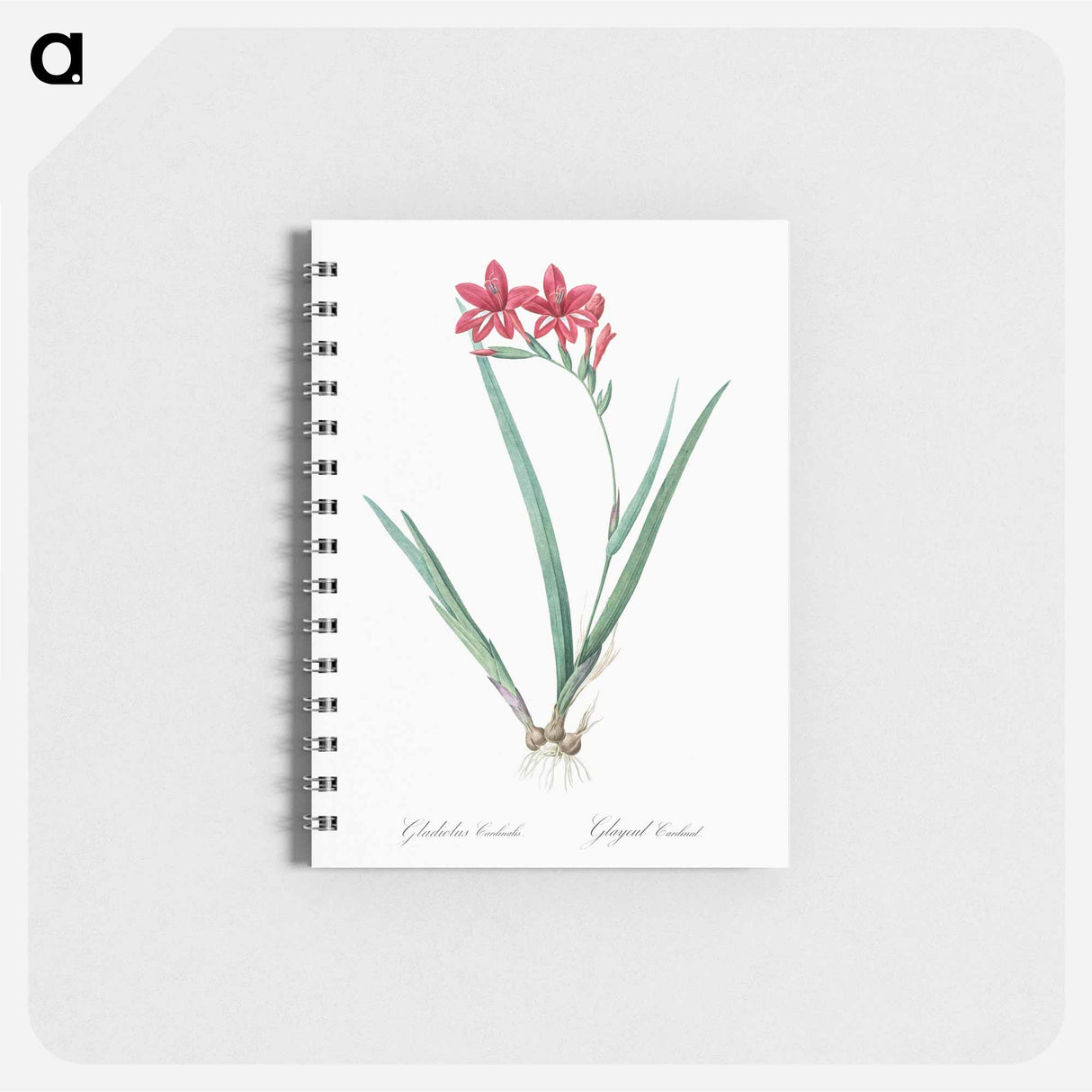 Gladiolus cardinalis illustration - ピエール ジョゼフ ルドゥーテ Memo.