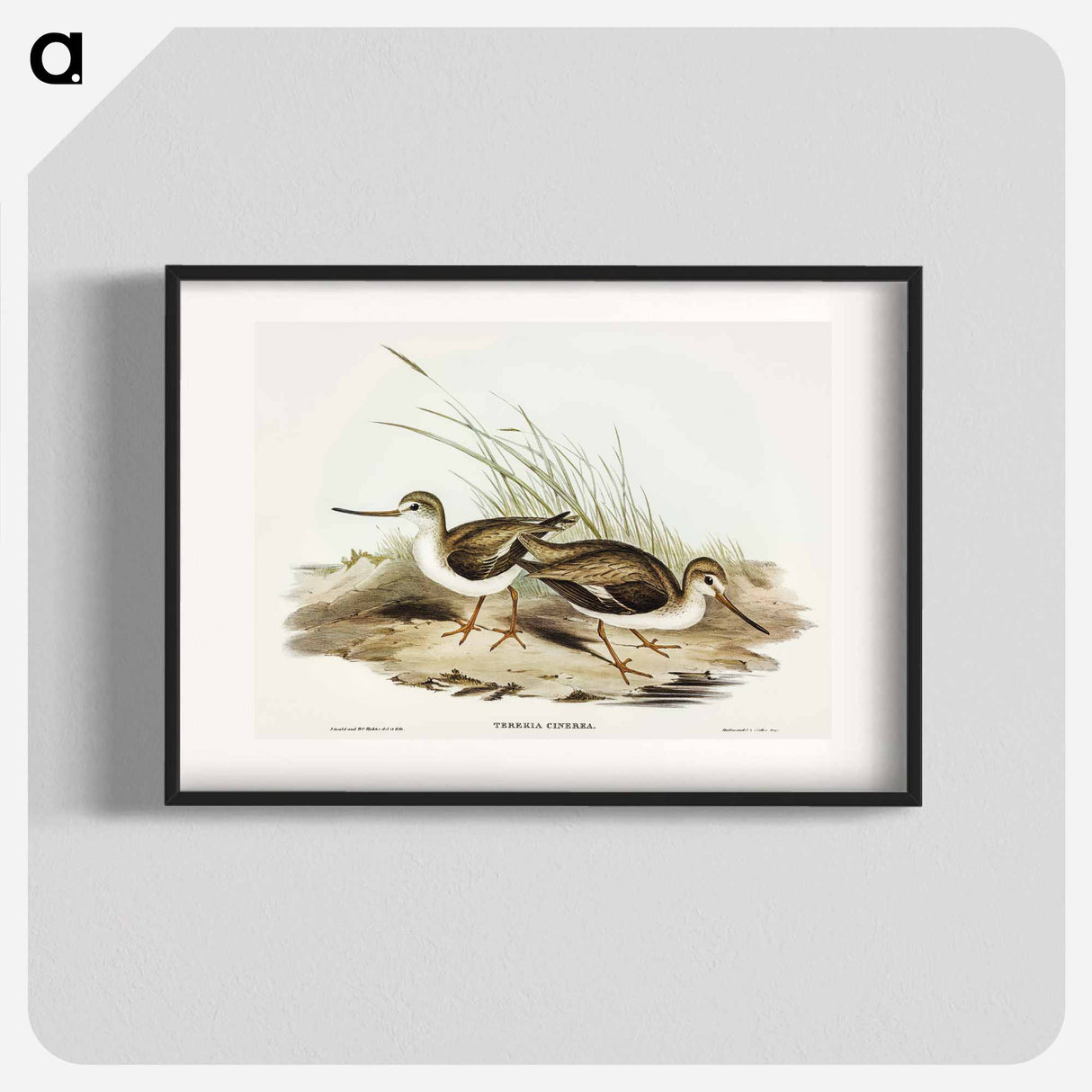 Terek Godwit
- オーストラリアの鳥 Poster.