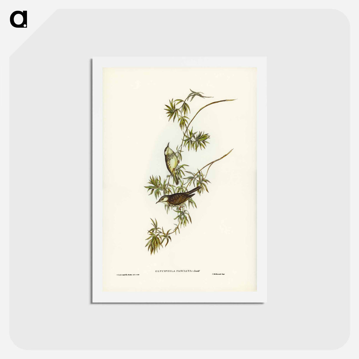アートポストカード-Fasciated Honey-eater
- ジョン グールド Postcard.