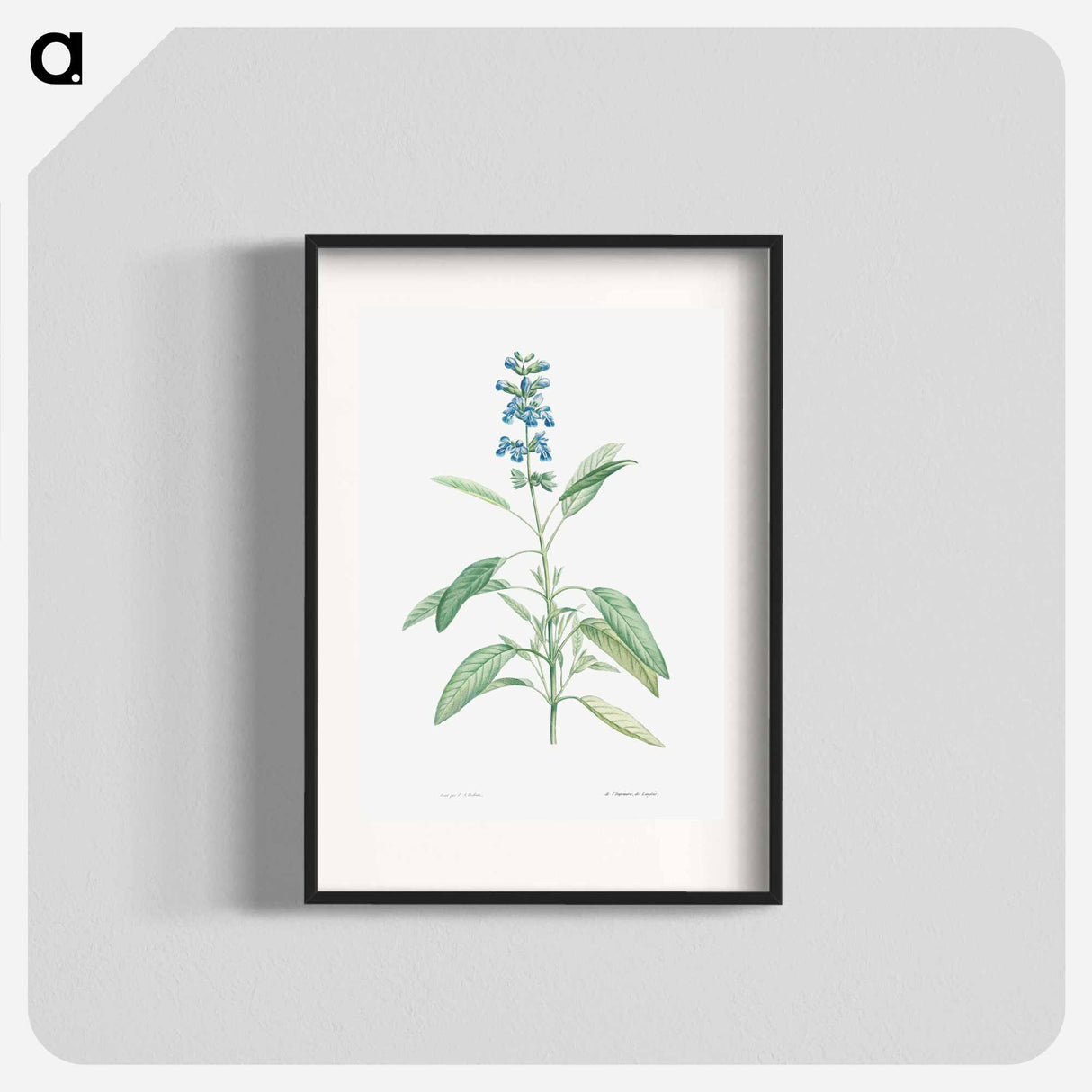 Sage - Pierre Joseph Redouté Poster.