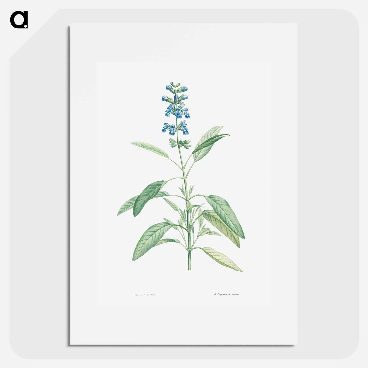 Sage - Pierre Joseph Redouté Poster.