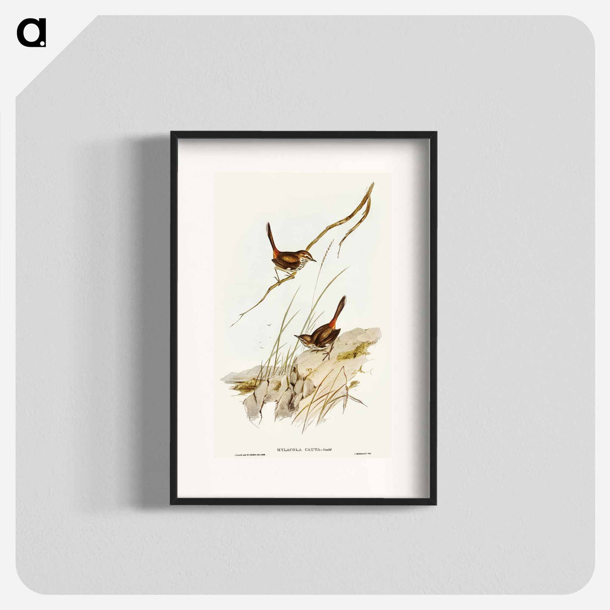 アートポスター-Cautious Wren
- オーストラリアの鳥 Poster.