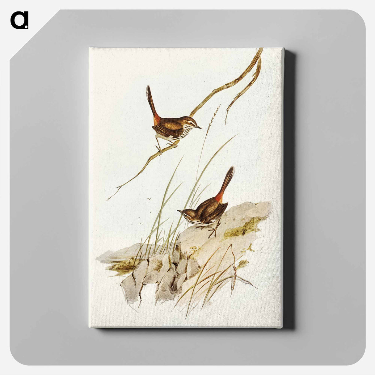 Cautious Wren
- オーストラリアの鳥 Canvas.