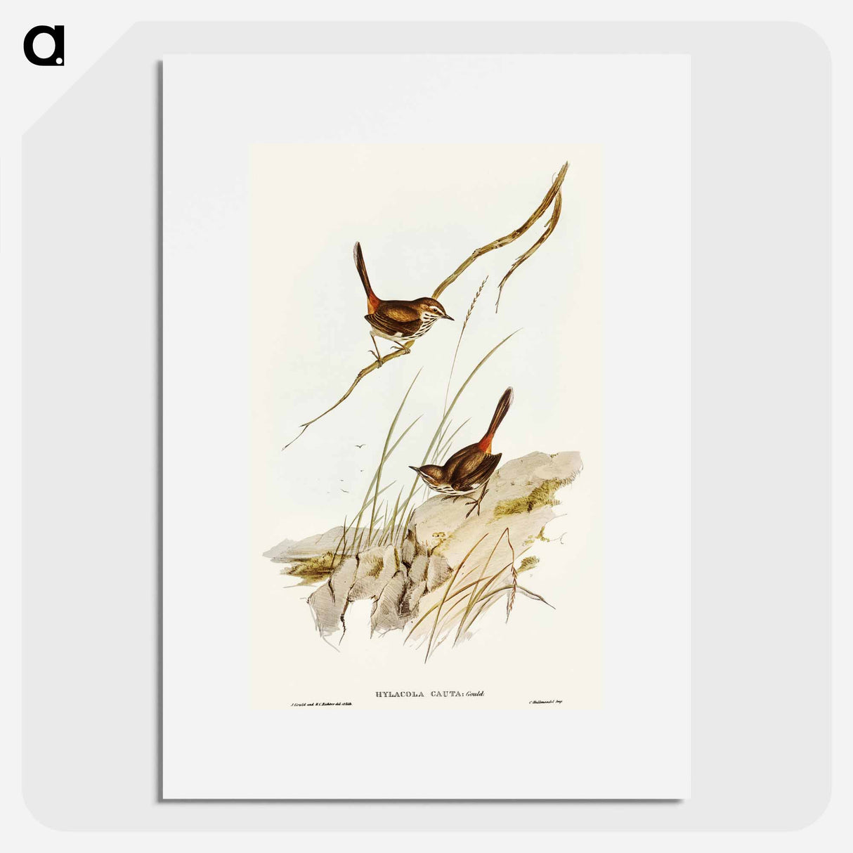 アートポスター-Cautious Wren
- オーストラリアの鳥 Poster.