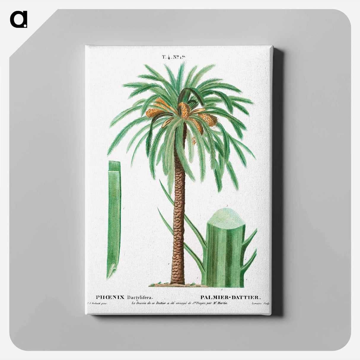 アートパネル-Date palm, Phoenix dactylifera - ピエール ジョゼフ ルドゥーテ Canvas.