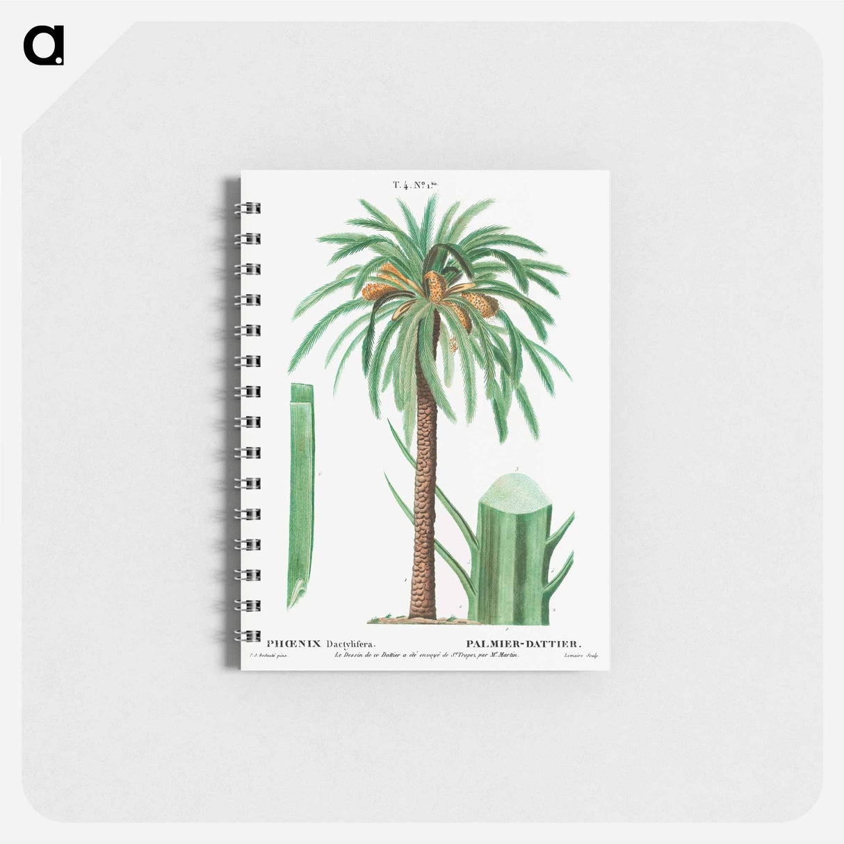 Date palm, Phoenix dactylifera - ピエール ジョゼフ ルドゥーテ Memo.