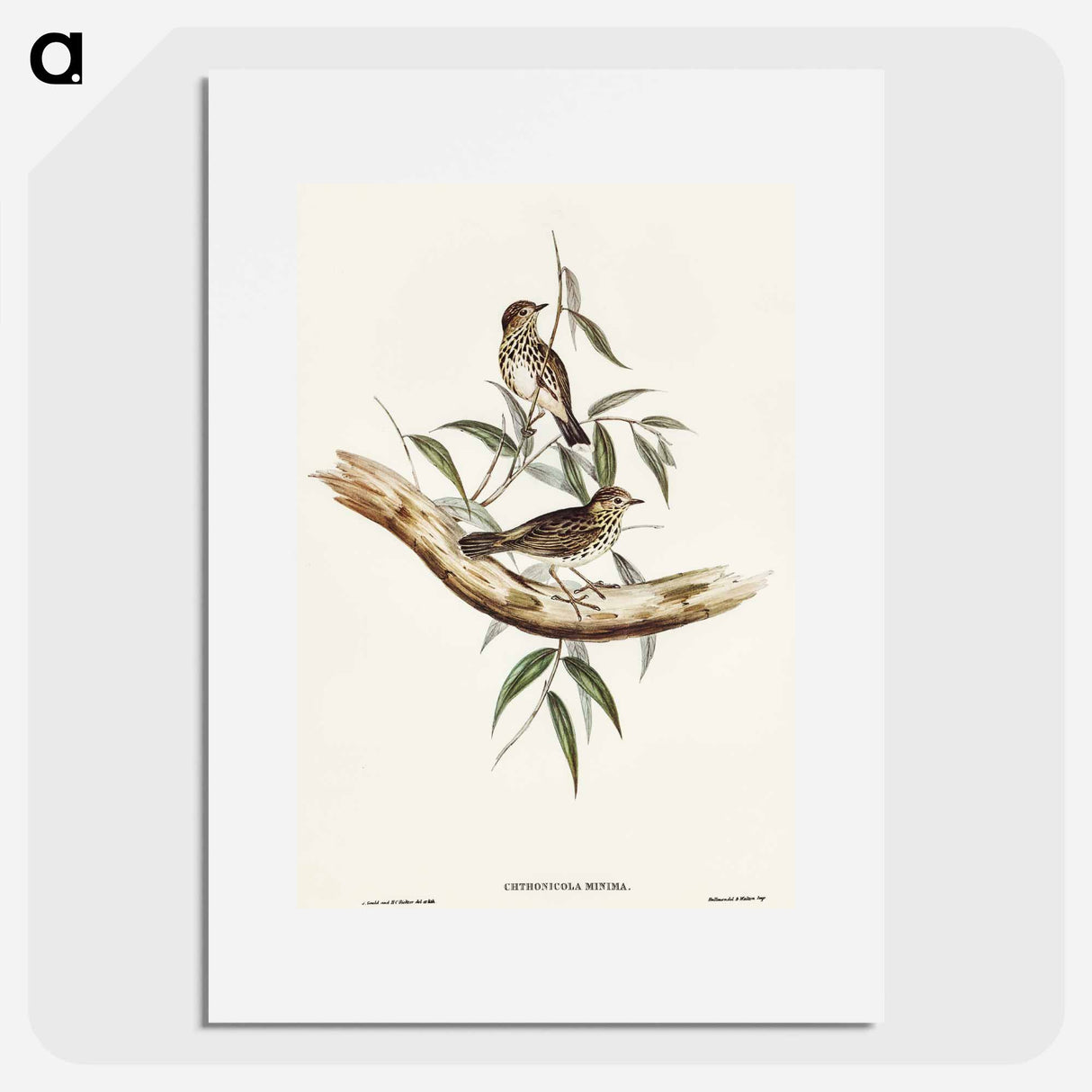 Little Chthonicola
- オーストラリアの鳥 Poster.