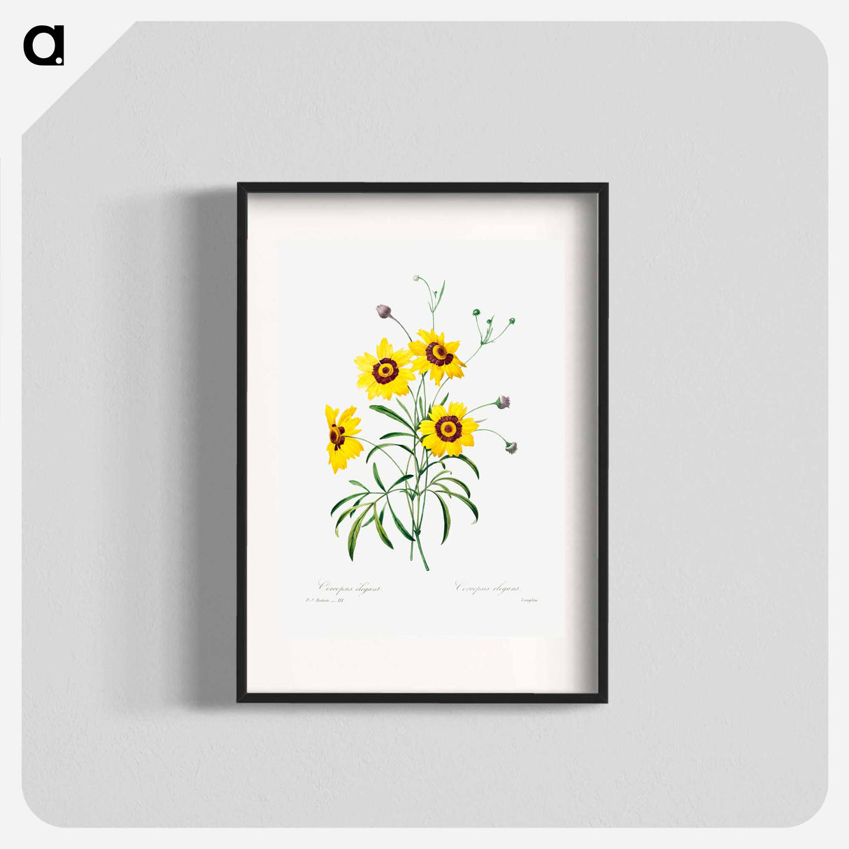 Tickseed - Pierre Joseph Redouté Poster.