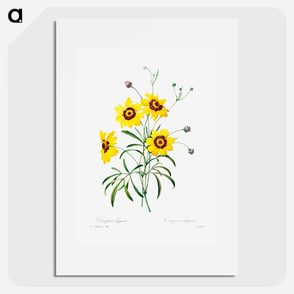 Tickseed - Pierre Joseph Redouté Poster.