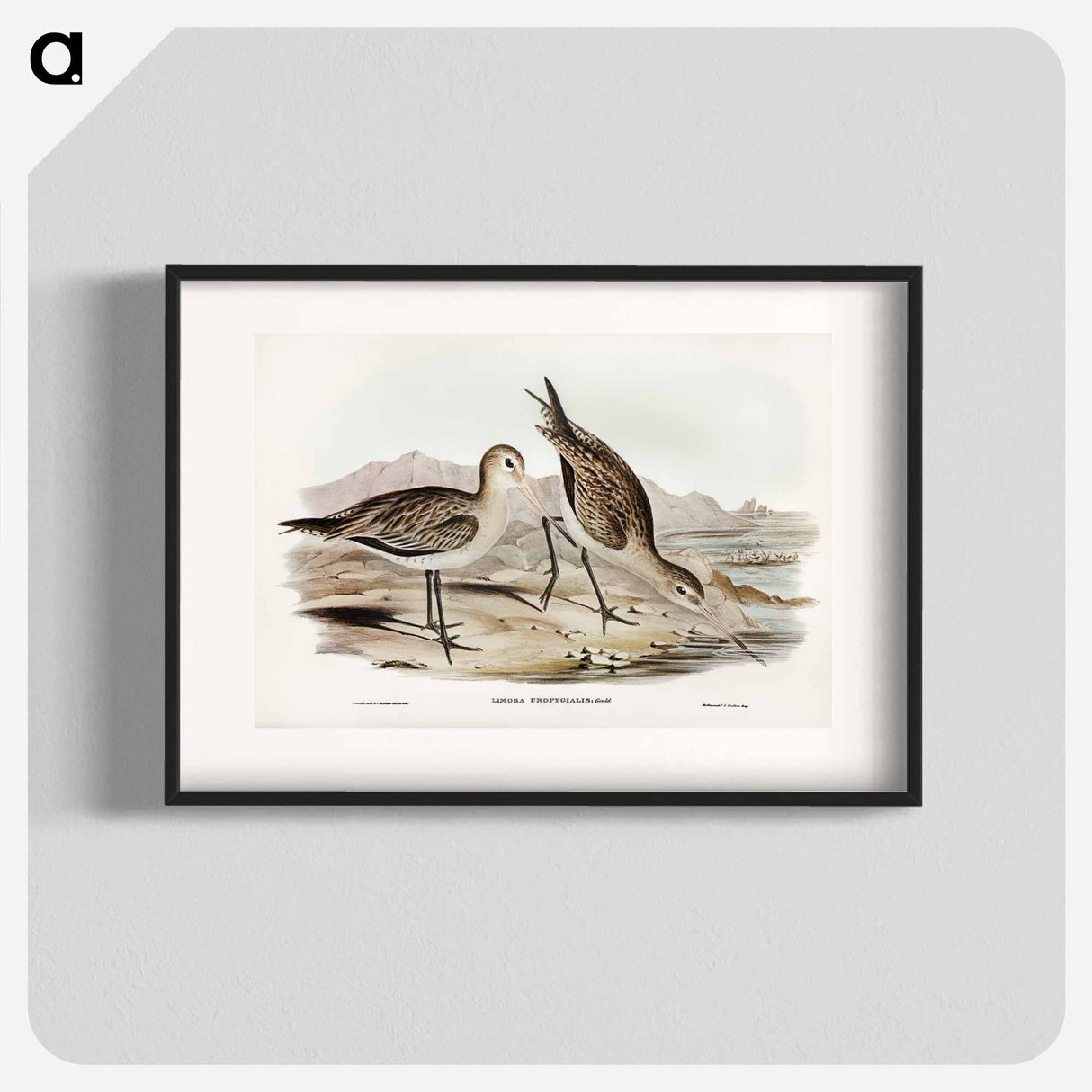 アートポスター-Barred-rumped Godwit
- オーストラリアの鳥 Poster.