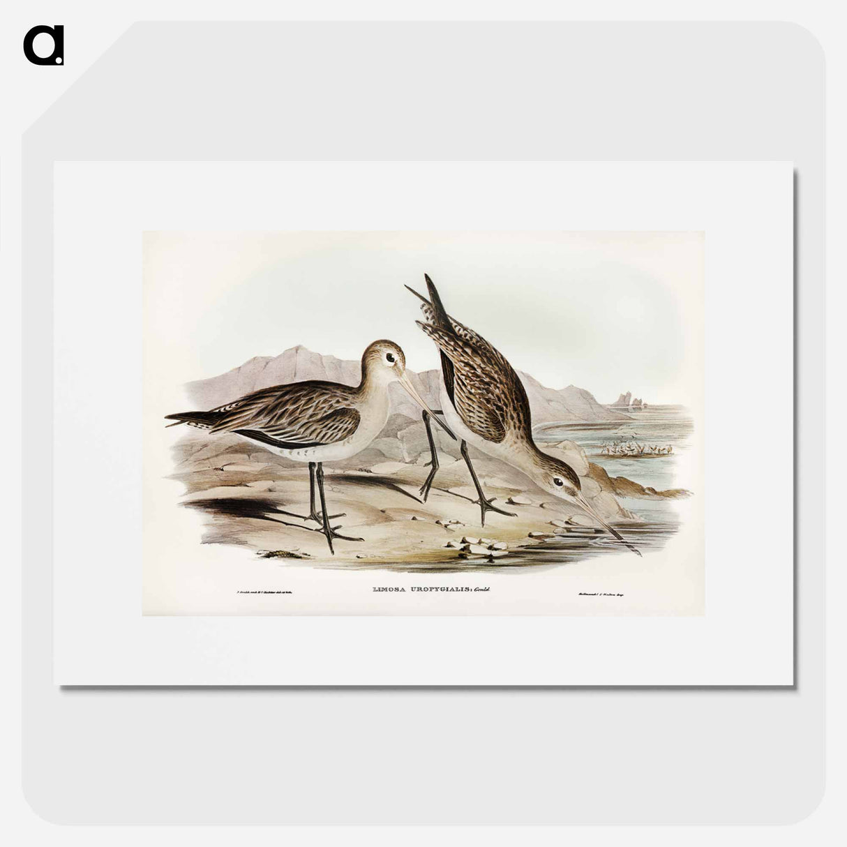 アートポスター-Barred-rumped Godwit
- オーストラリアの鳥 Poster.