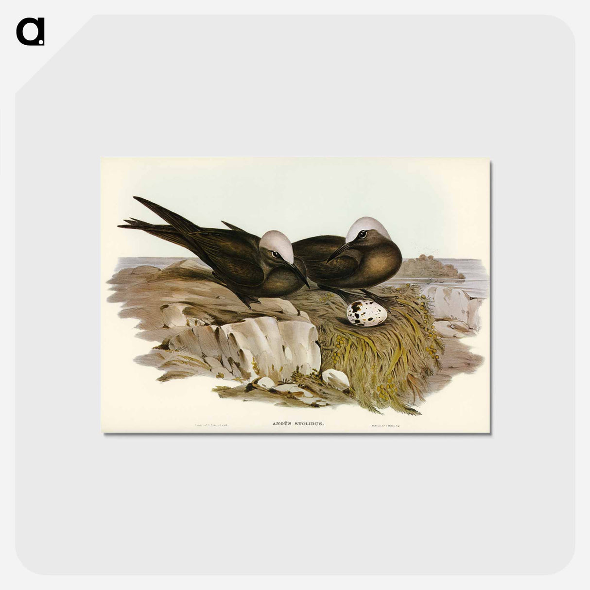 アートポストカード-Noddy Tern
- ジョン グールド Postcard.