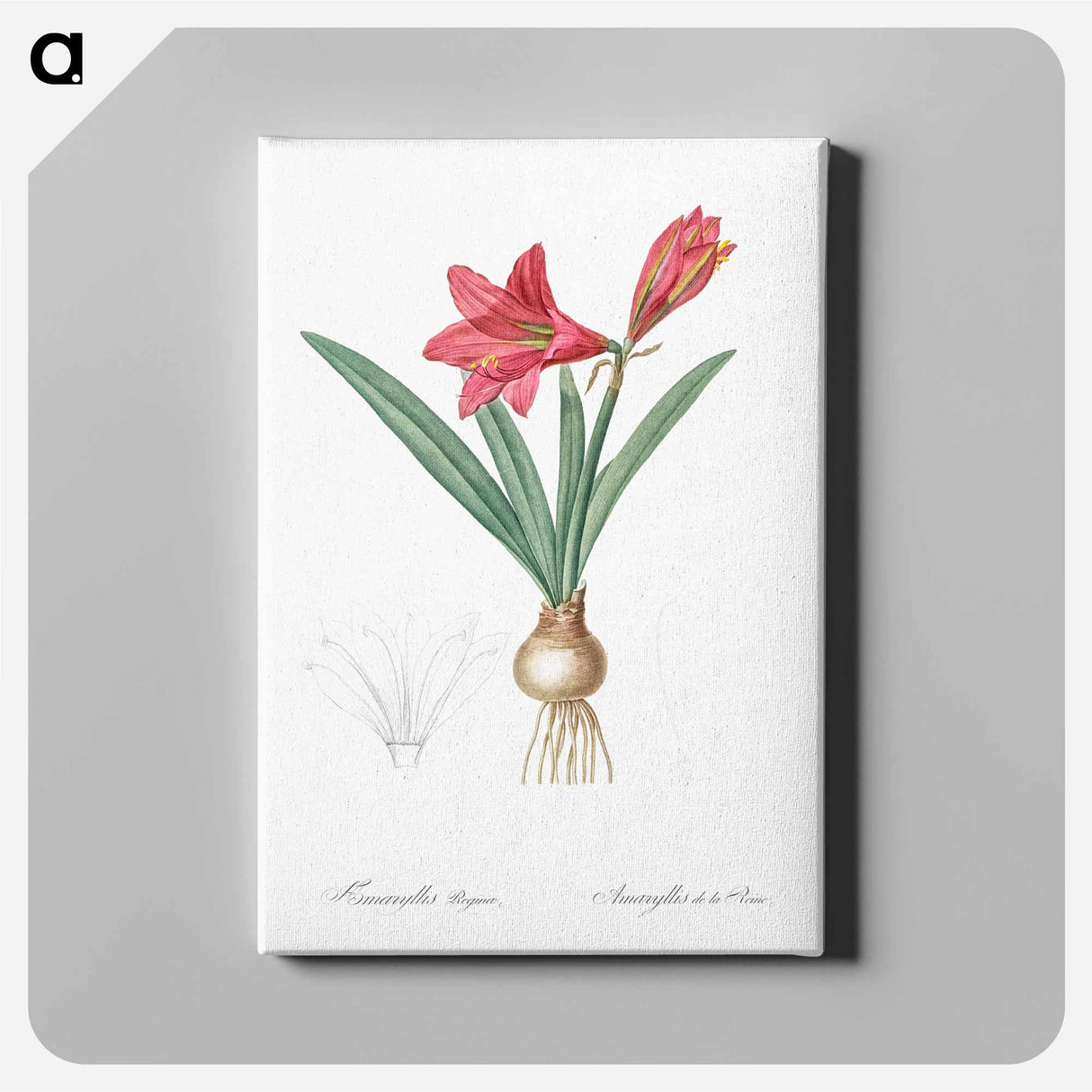 Hippeastrum - Pierre-Joseph Redouté Canvas.