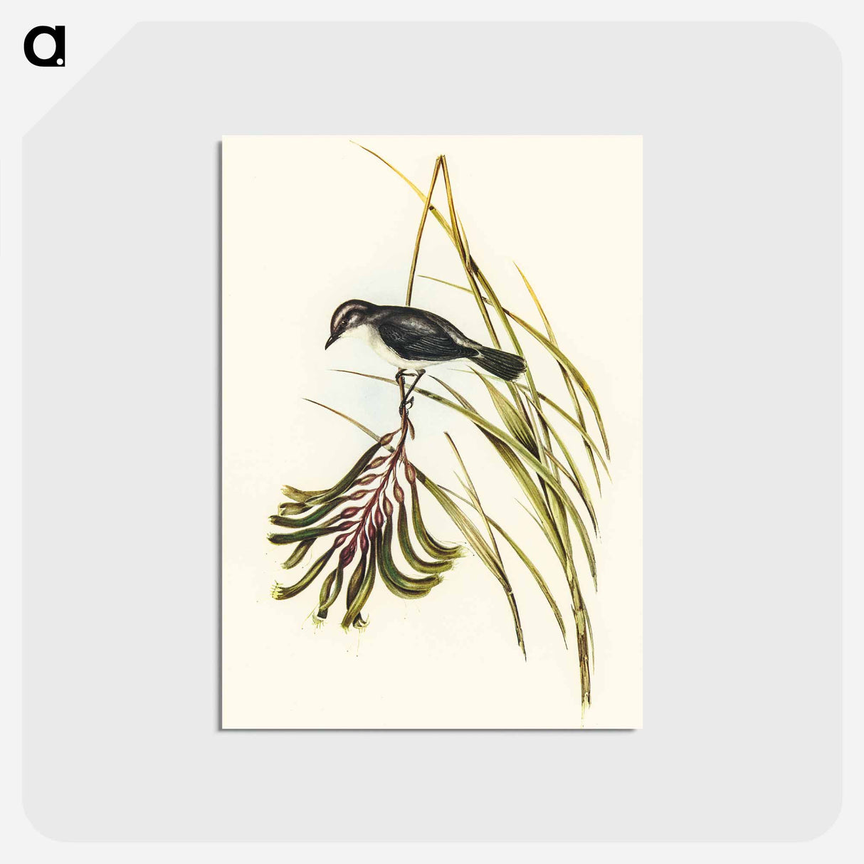 アートポストカード-White-bellied Robin
- オーストラリアの鳥 Postcard.