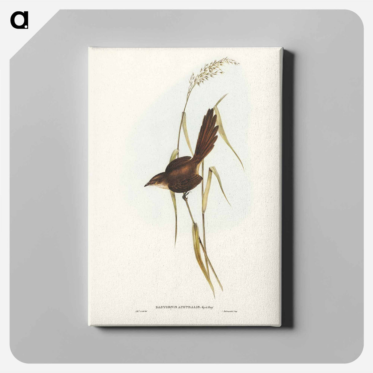 アートパネル-Bristle Bird
- ジョン グールド Canvas.