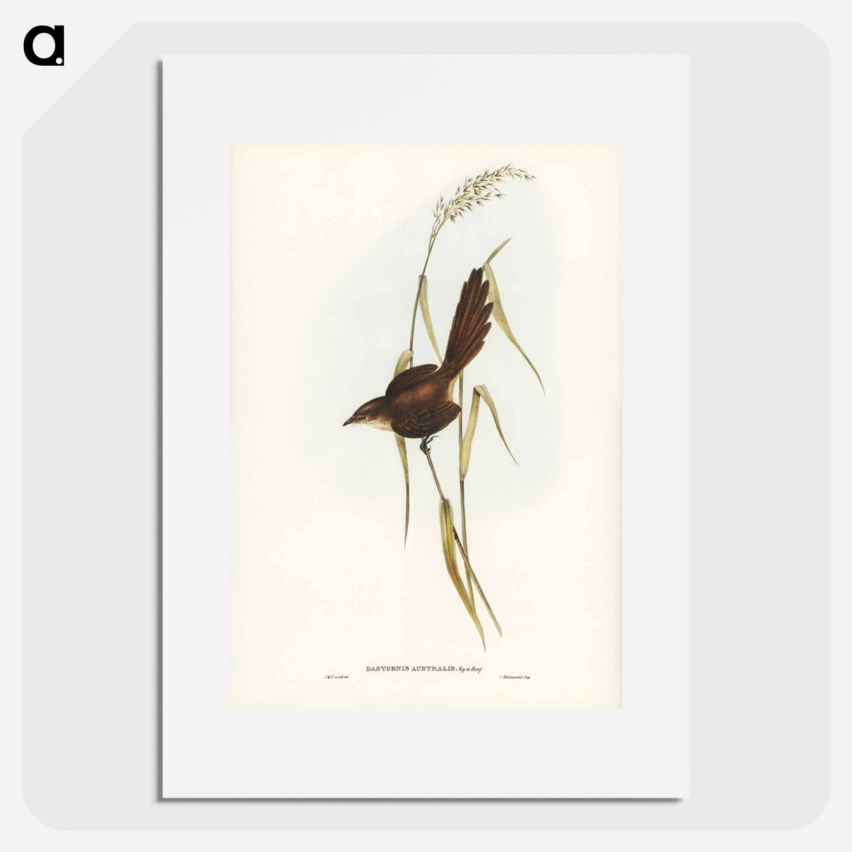 アートポスター-Bristle Bird
- ジョン グールド Poster.