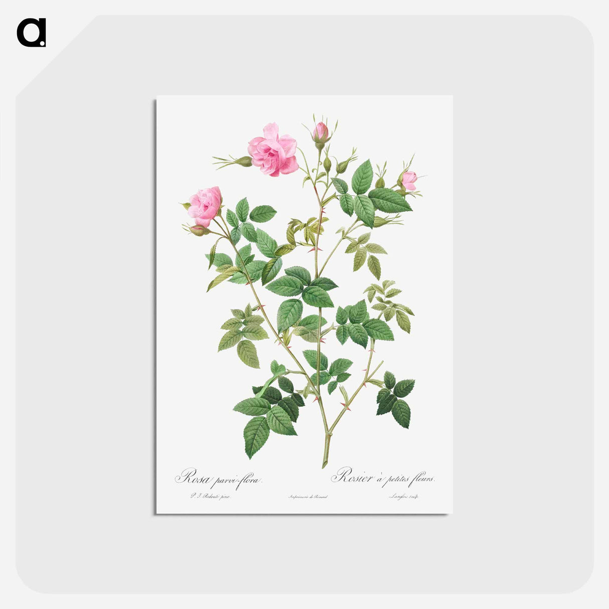 アートポストカード-Wild Rose - ピエール ジョゼフ ルドゥーテ Postcard.