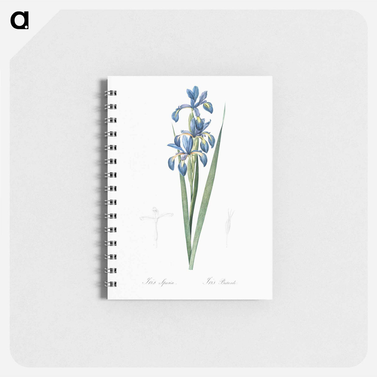 アートメモ帳-Blue iris illustration from Les liliacées - ピエール ジョゼフ ルドゥーテ Memo.