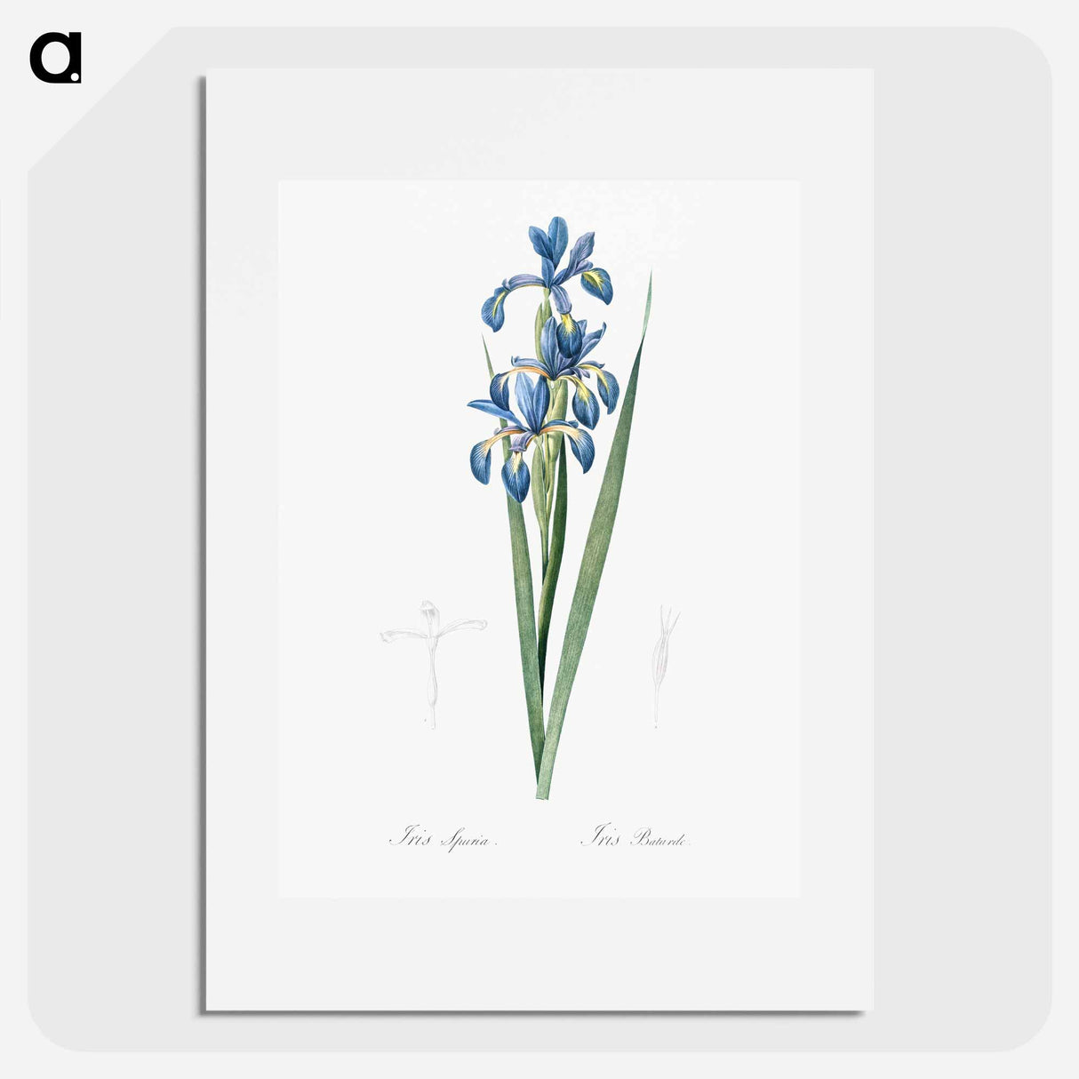 アートポスター-Blue iris illustration from Les liliacées - ピエール ジョゼフ ルドゥーテ Poster.