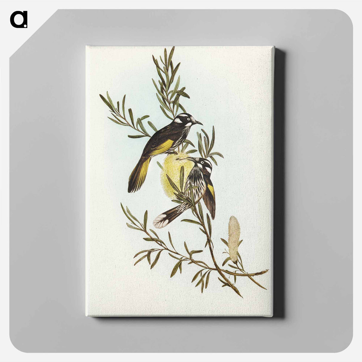 New Holland Honey-eater
- オーストラリアの鳥 Canvas.